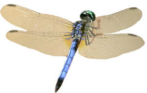 Dragonfly PNG-26262